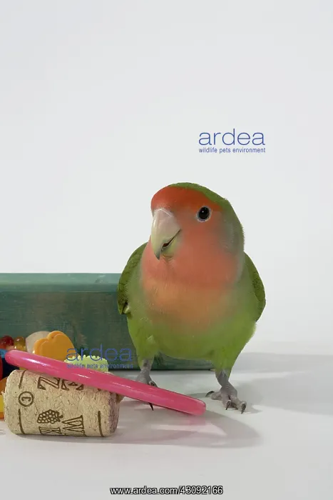 : Peach-faced Lovebird : Peach-faced Lovebird