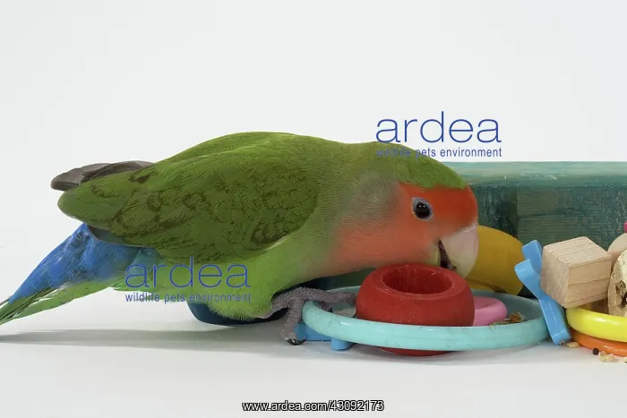 : Peach-faced Lovebird : Peach-faced Lovebird
