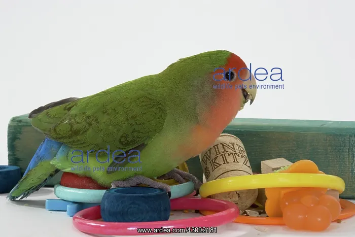 : Peach-faced Lovebird : Peach-faced Lovebird