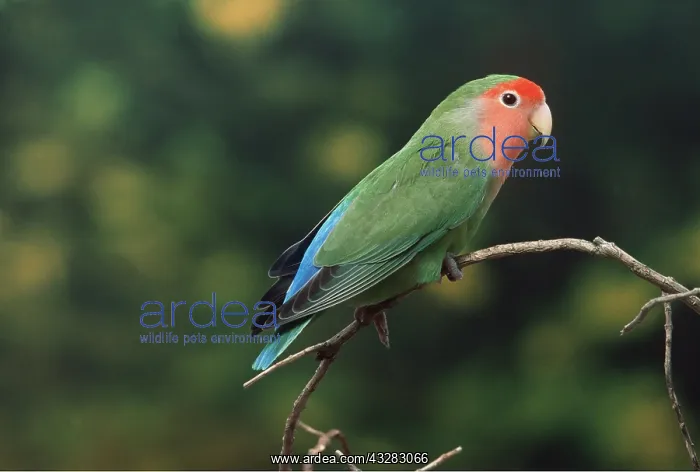 : PEACH-FACED LOVEBIRD : PEACH-FACED LOVEBIRD
