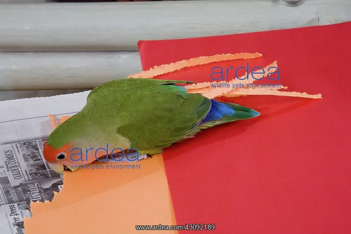 : Peach-faced Lovebird Shredding Paper : Peach-faced Lovebird Shredding Paper