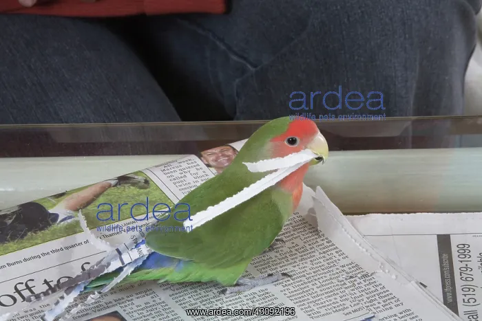 : Peach-faced Lovebird Shredding Paper : Peach-faced Lovebird Shredding Paper