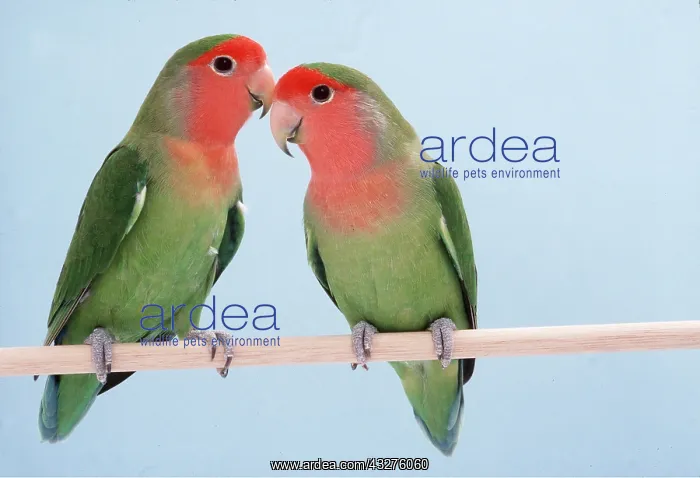 : PEACH-FACED LOVEBIRD - x two, on perch : PEACH-FACED LOVEBIRD - x two, on perch