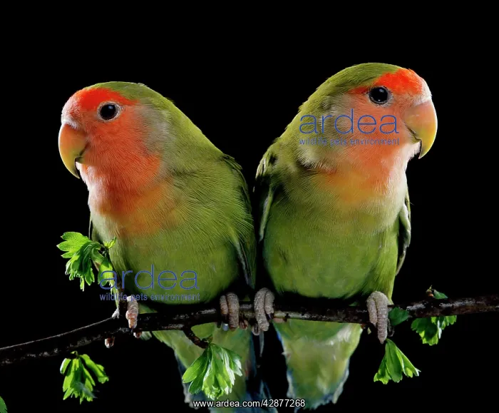 : Peach-Faced LOVEBIRDS - two : Peach-Faced LOVEBIRDS - two