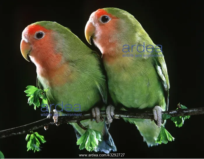 : PEACH-FACED LOVEBIRDS - x two on perch : PEACH-FACED LOVEBIRDS - x two on perch