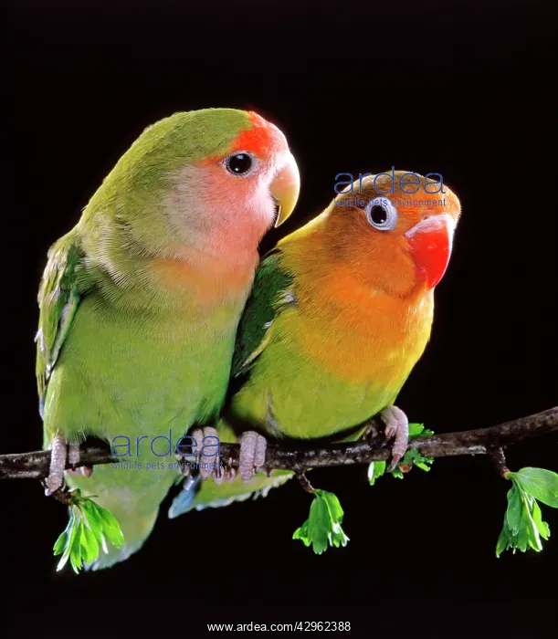 : Peach-faced (on left) & Fischer's Lovebirds - two together : Peach-faced (on left) & Fischer's Lovebirds - two together