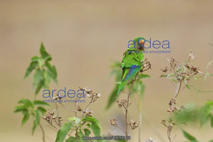 : Peach-fronted Parakeet : Peach-fronted Parakeet