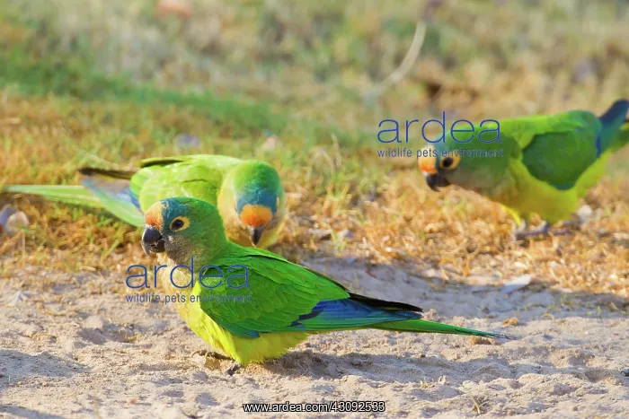 : Peach-fronted Parakeet : Peach-fronted Parakeet