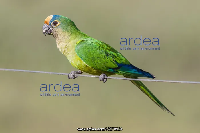 : Peach-fronted Parakeet (Eupsittula aurea) on a : Peach-fronted Parakeet (Eupsittula aurea) on a