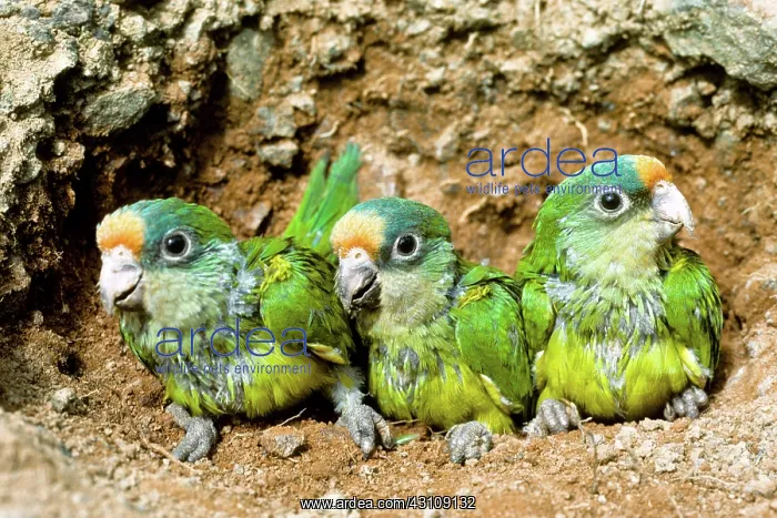 : Peach-fronted Parrot fledglings : Peach-fronted Parrot fledglings