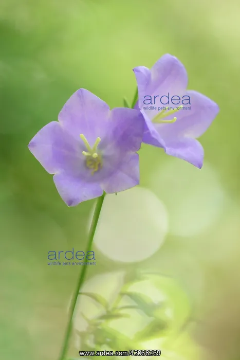 : Peach-leaved Bellflower : Peach-leaved Bellflower