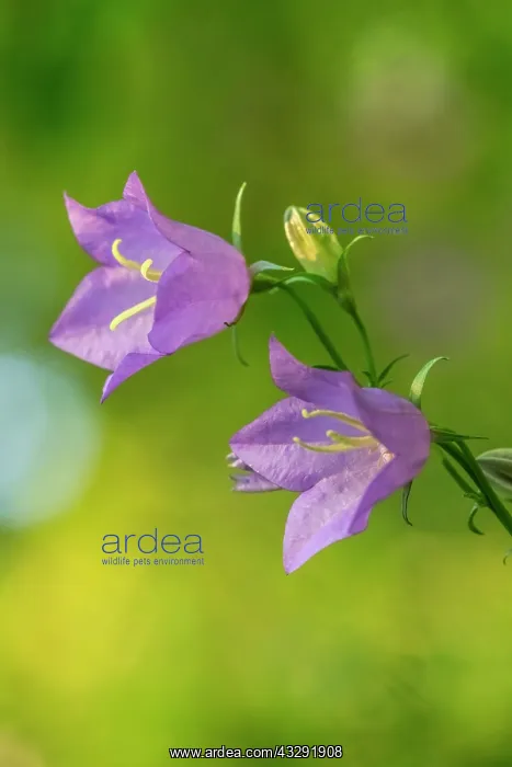 : Peach-leaved bellflower - bell-shaped blossoms of a peach-le : Peach-leaved bellflower - bell-shaped blossoms of a peach-le