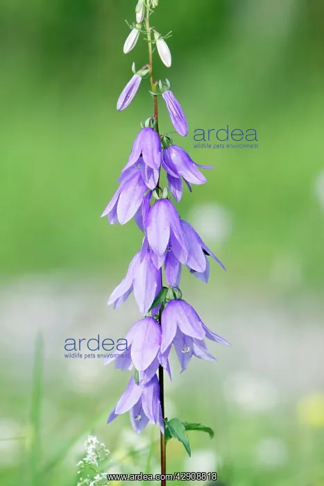 : Peach-leaved Bellflower - flowering stalk : Peach-leaved Bellflower - flowering stalk