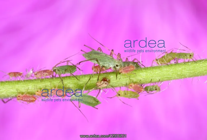 : Peach-Potato Aphid / Common Greenfly - Group of : Peach-Potato Aphid / Common Greenfly - Group of