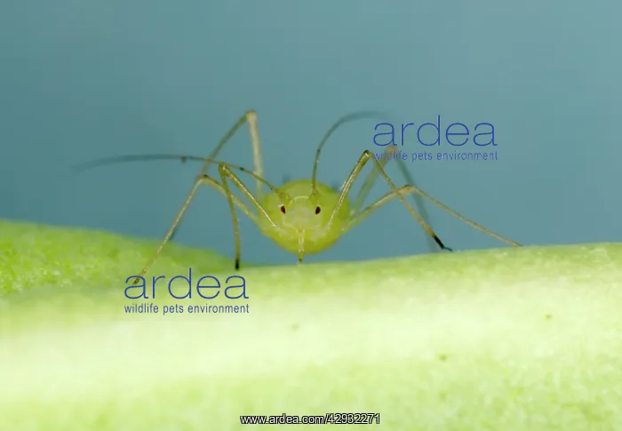 : Peach-Potato APHID / Common Greenfly - 'Head onI : Peach-Potato APHID / Common Greenfly - 'Head onI