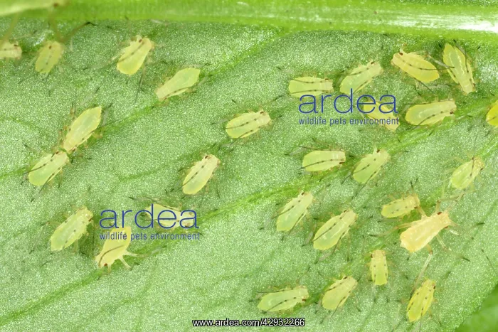 : Peach-Potato APHID / Common Greenfly - large group : Peach-Potato APHID / Common Greenfly - large group