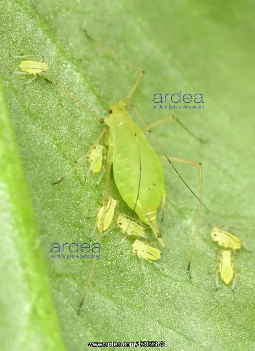 : Peach-Potato Aphid / Common Greenfly - Mother with : Peach-Potato Aphid / Common Greenfly - Mother with