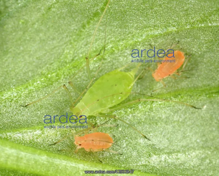 : Peach-Potato Aphid / Common Greenfly - Mother with : Peach-Potato Aphid / Common Greenfly - Mother with