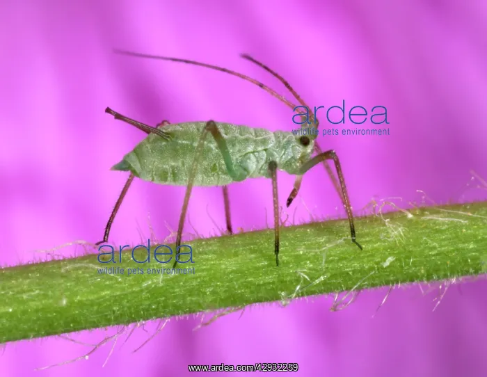  : Peach-Potato APHID  /  Common Greenfly - on plant stem