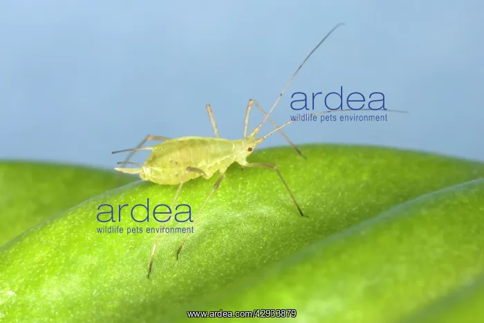 : Peach-Potato Aphid / Common Greenfly - Single adult : Peach-Potato Aphid / Common Greenfly - Single adult