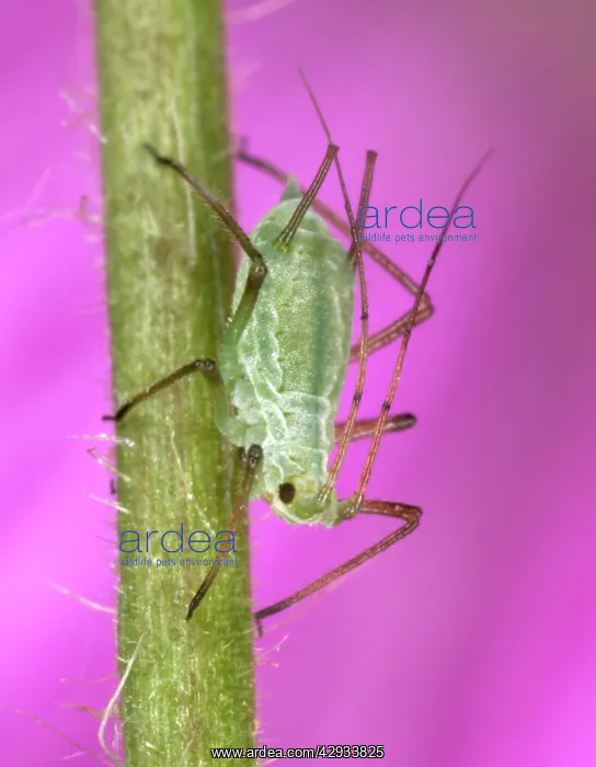 : Peach-Potato Aphid / Common Greenfly - Single specimen : Peach-Potato Aphid / Common Greenfly - Single specimen