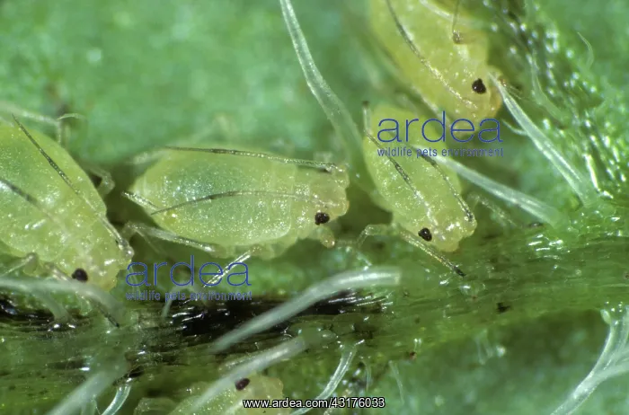 : Peach potato aphid on potato leaf : Peach potato aphid on potato leaf