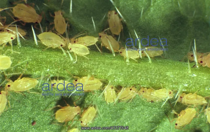 : Peach Potato Aphids : Peach Potato Aphids