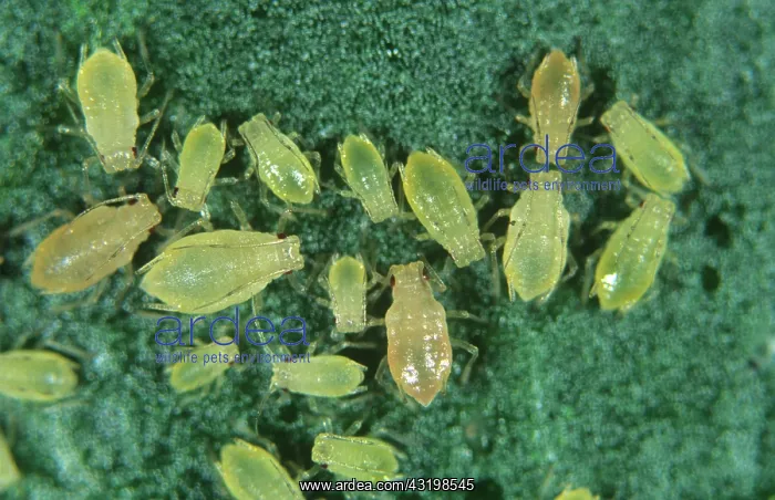 : Peach potato aphids : Peach potato aphids