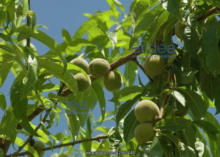 : Peach, Prunus persica : Peach, Prunus persica