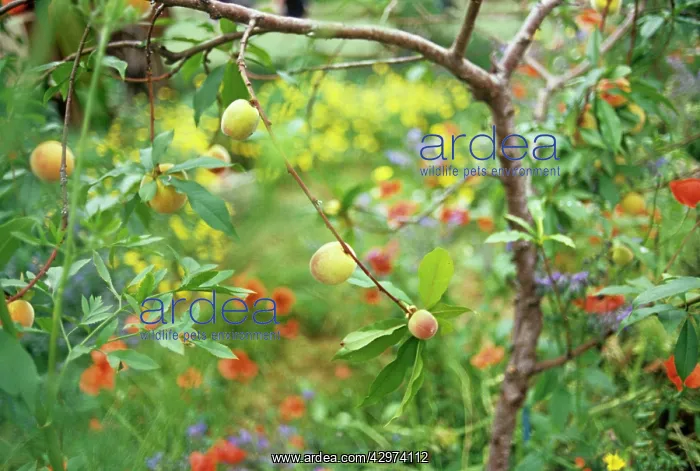 : Peach, Prunus persica : Peach, Prunus persica