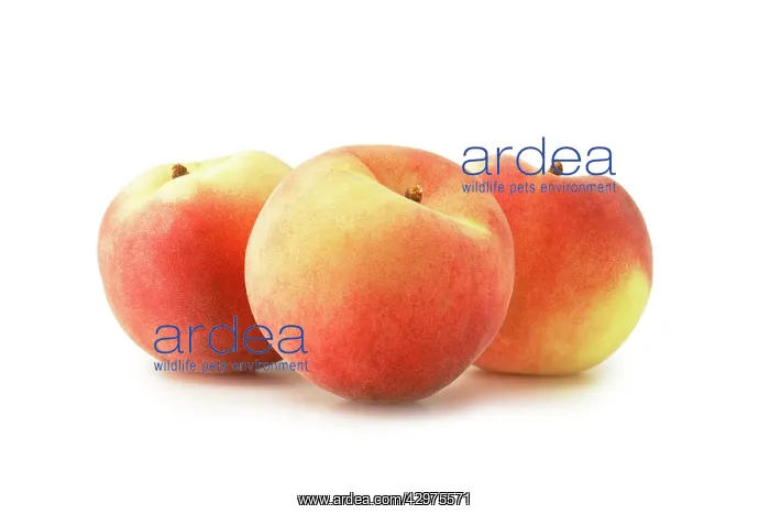: Peach, Prunus persica : Peach, Prunus persica