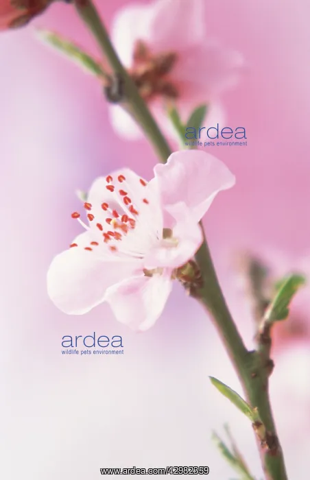 : Peach, Prunus persica : Peach, Prunus persica