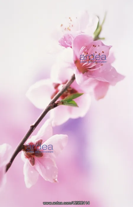 : Peach, Prunus persica : Peach, Prunus persica