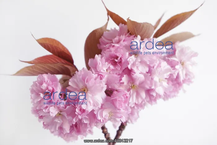 : Peach, Prunus persica : Peach, Prunus persica
