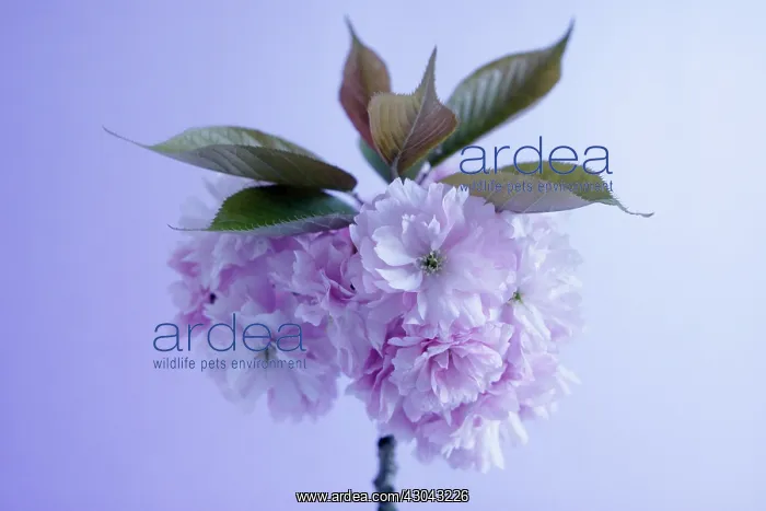 : Peach, Prunus persica : Peach, Prunus persica