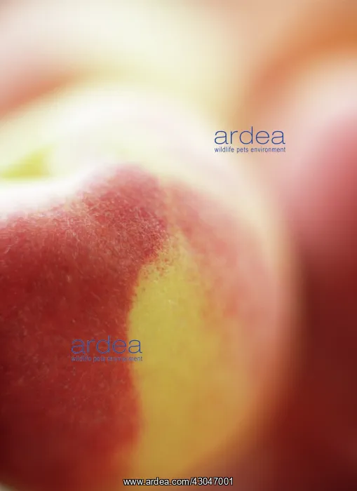 : Peach, Prunus persica : Peach, Prunus persica