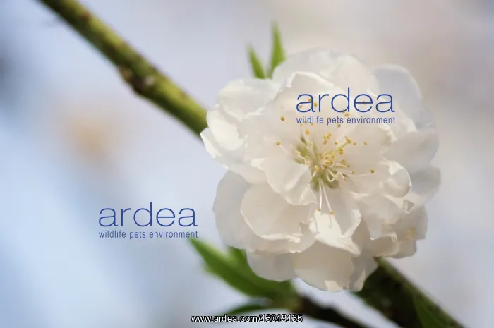 : Peach, Prunus persica : Peach, Prunus persica