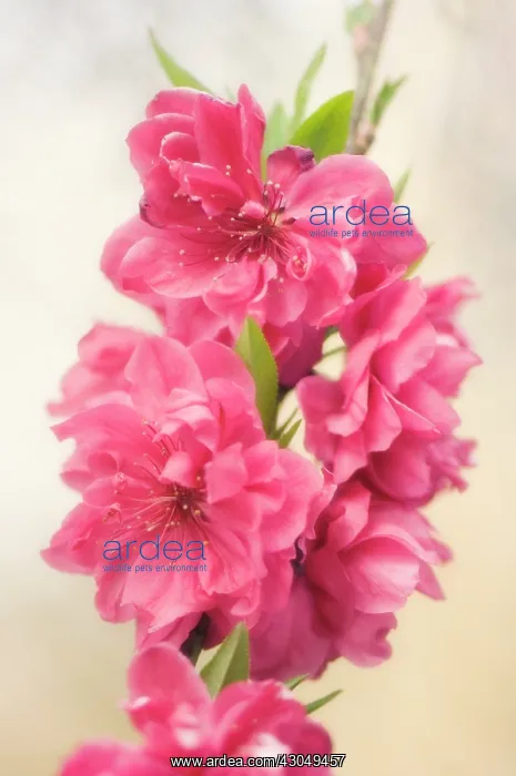 : Peach, Prunus persica : Peach, Prunus persica