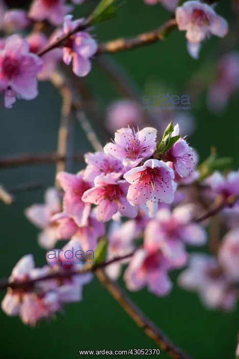 : Peach, Prunus persica : Peach, Prunus persica