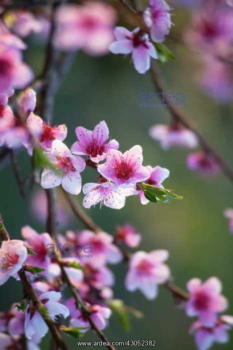 : Peach, Prunus persica : Peach, Prunus persica