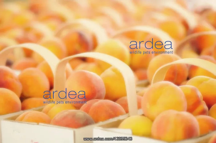 : Peach, Prunus persica : Peach, Prunus persica