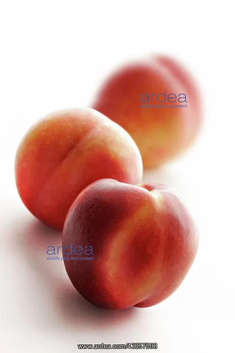  : Peach, Prunus persica