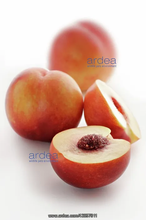 : Peach, Prunus persica : Peach, Prunus persica