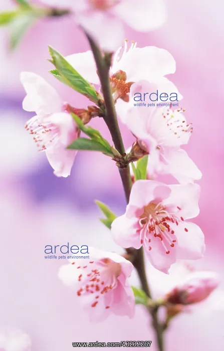 : Peach, Prunus persica : Peach, Prunus persica