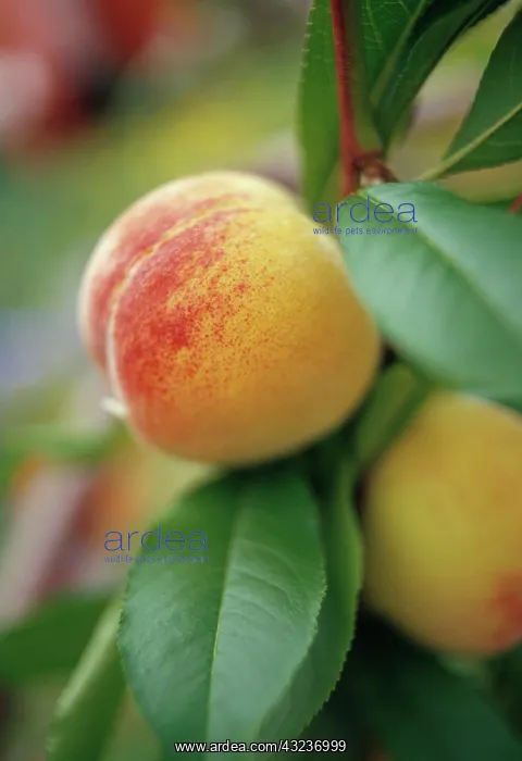 : Peach, Prunus persica : Peach, Prunus persica