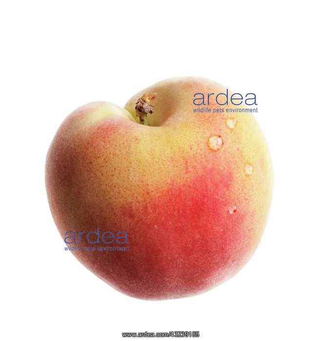 : Peach, Prunus persica : Peach, Prunus persica