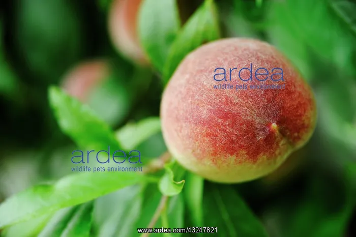 : Peach, Prunus persica growing from tree : Peach, Prunus persica growing from tree