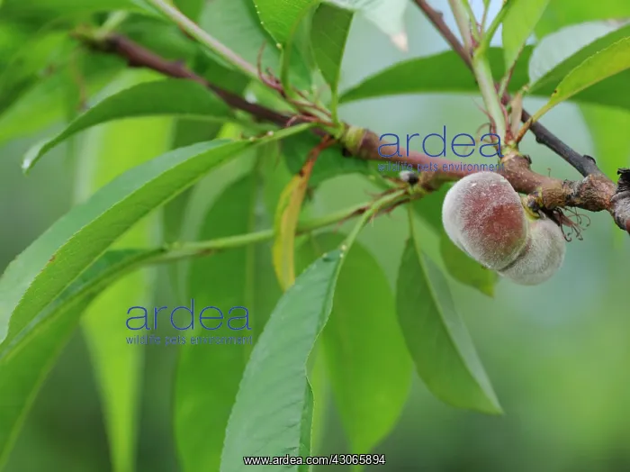 : Peach, Prunus persica Stark Saturn : Peach, Prunus persica Stark Saturn