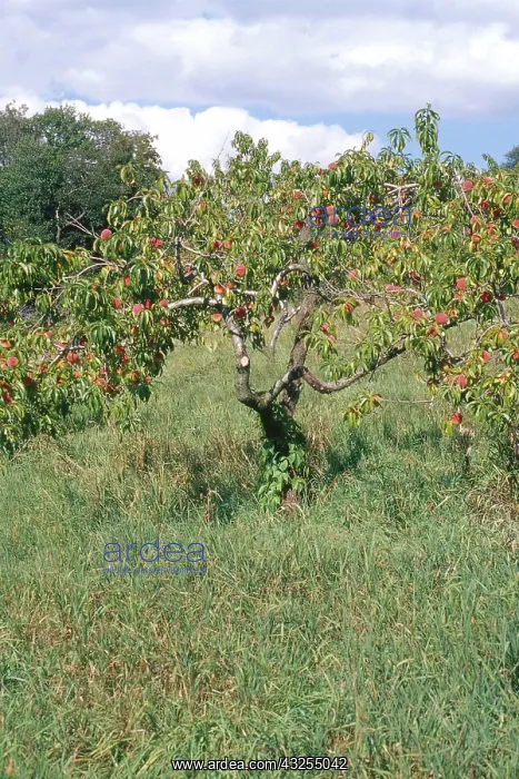 : Peach Tree : Peach Tree