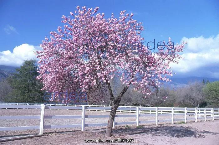 : Peach Tree in Spring : Peach Tree in Spring